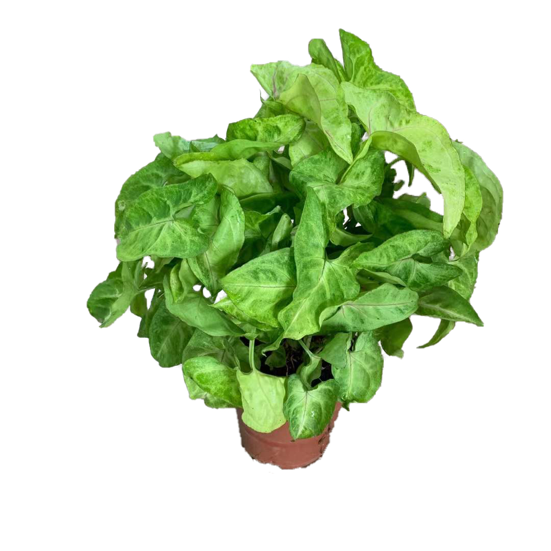 黄金童子合果芋