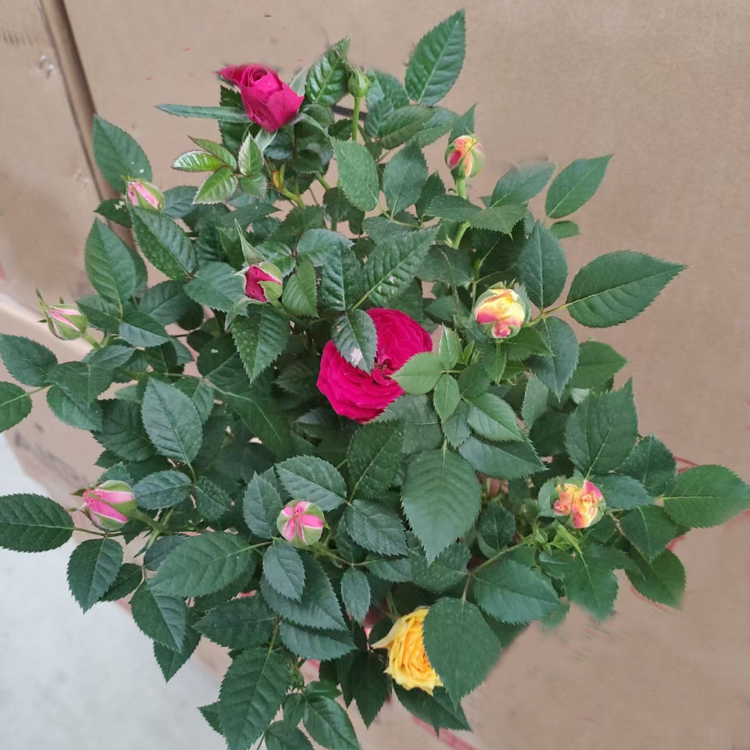 彩虹玫瑰
