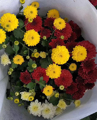 彩色如意菊