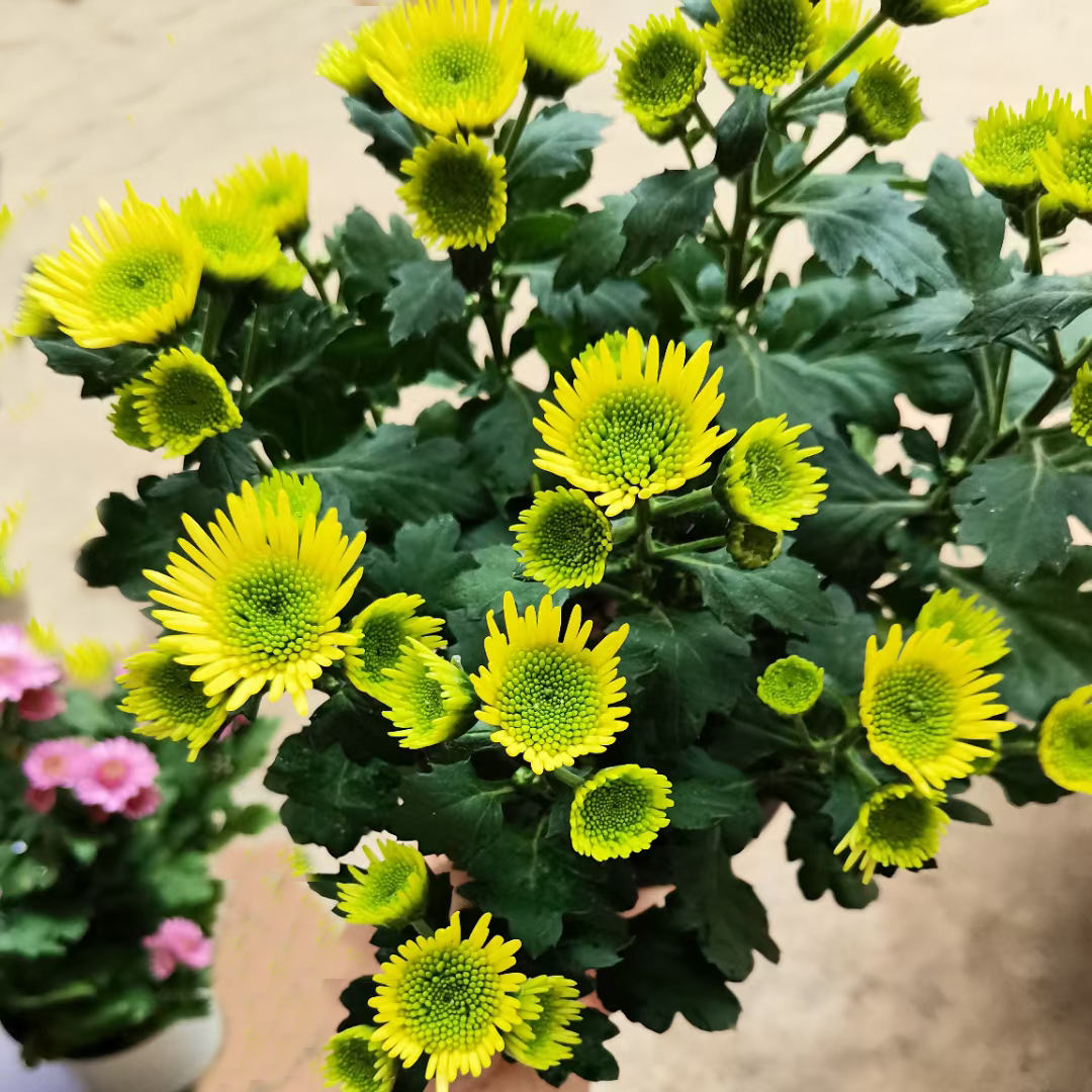 女王菊