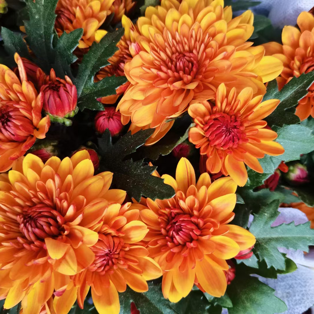 荷兰菊150#