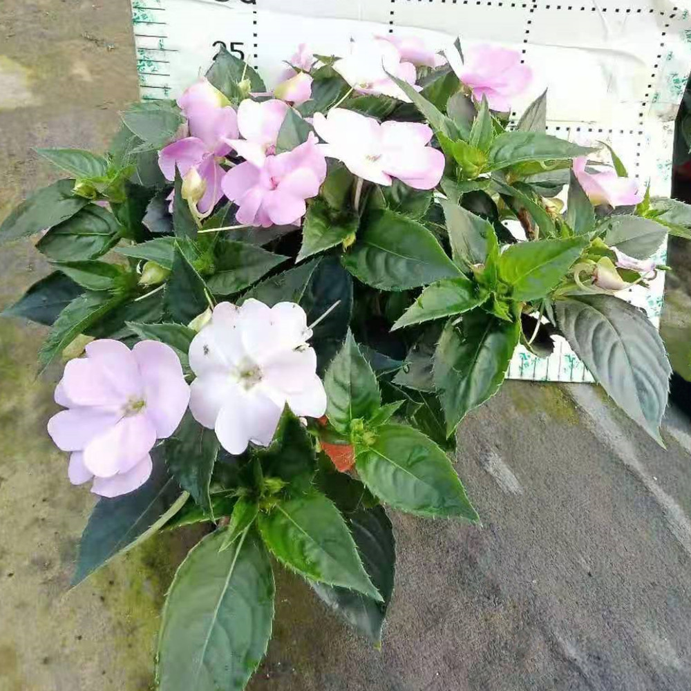 桑蓓斯凤仙140#