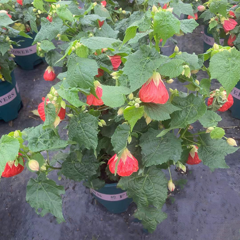 1加仑金钟木芙蓉