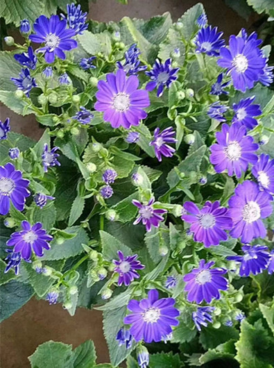 瓜叶菊