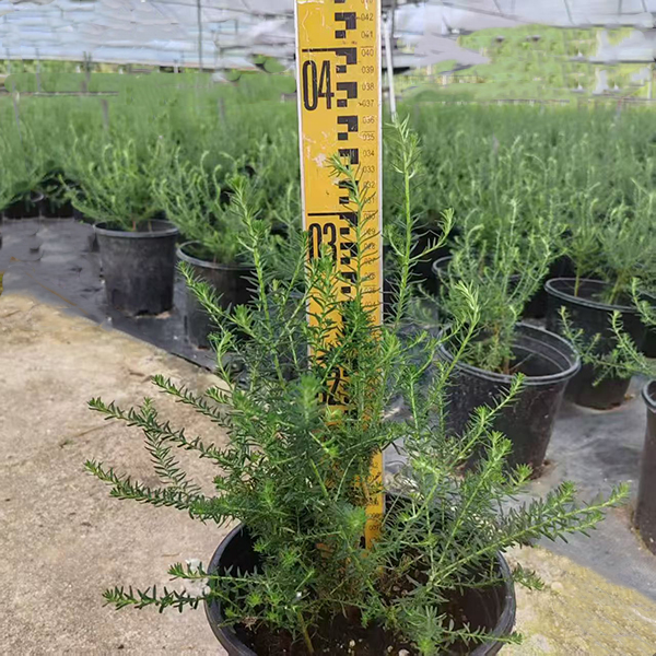 澳洲小米花