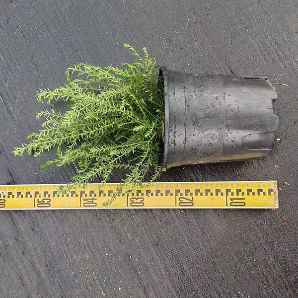 澳洲小米花