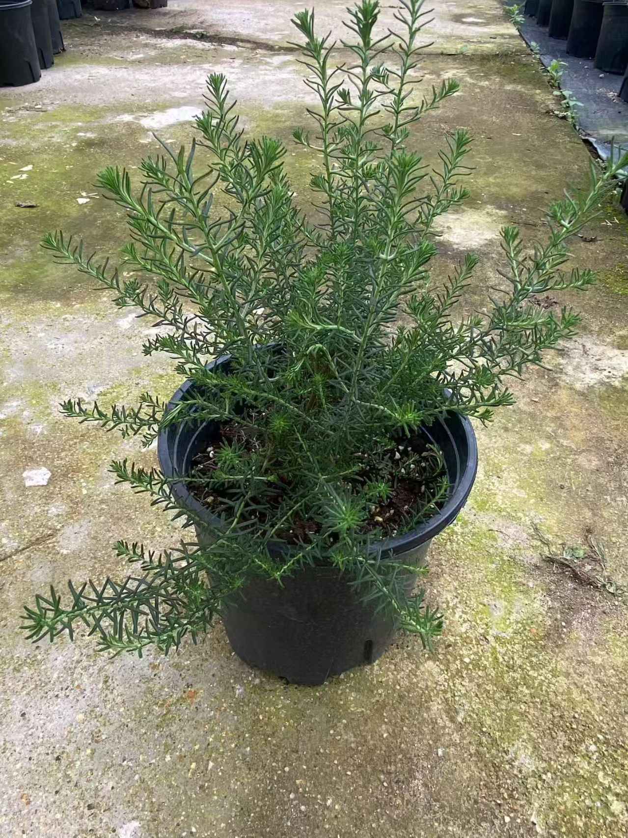 澳洲小米花