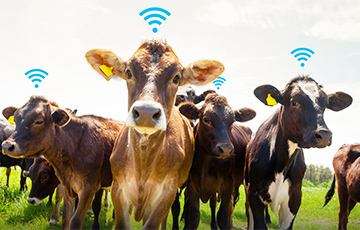 智慧養殖VS傳統養殖,智慧養殖有什么用