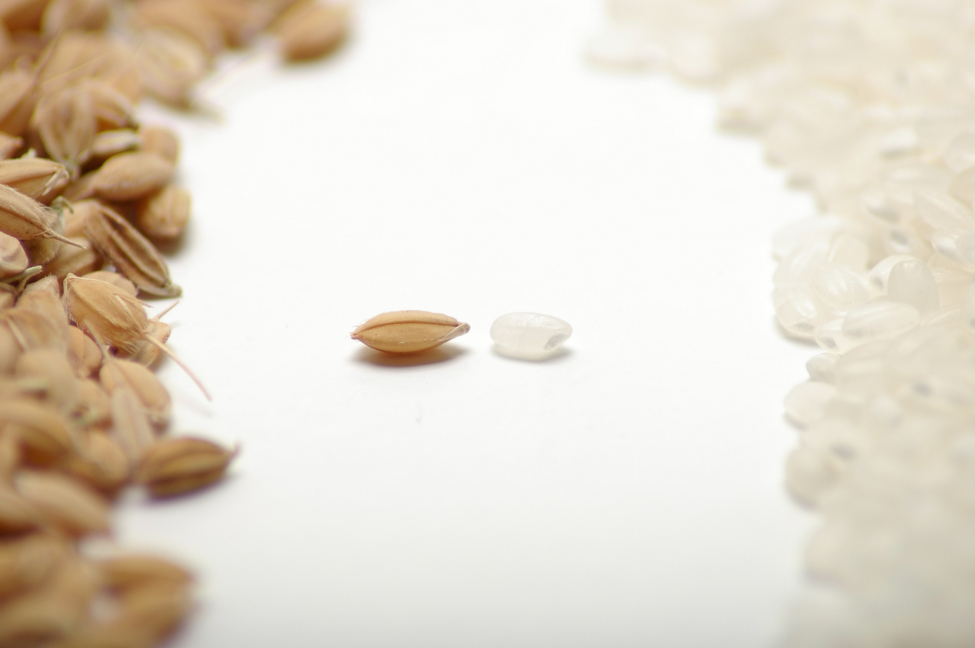 我国大米的神奇功效