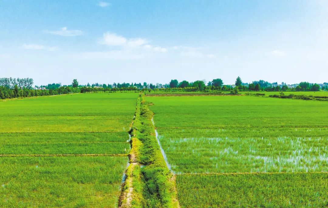 湖北日报报道恒泰米业--仙桃香米：握指成拳 擦亮品牌