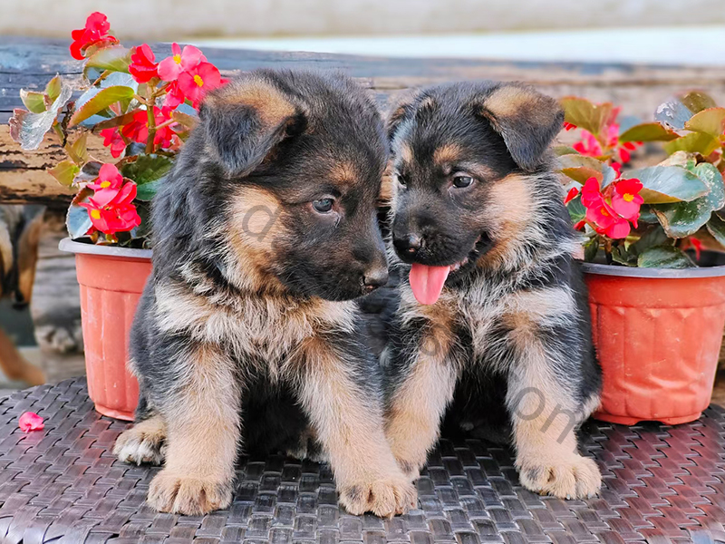 德国牧羊犬幼犬