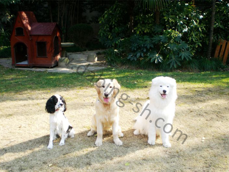 宠物训练 宠物训练