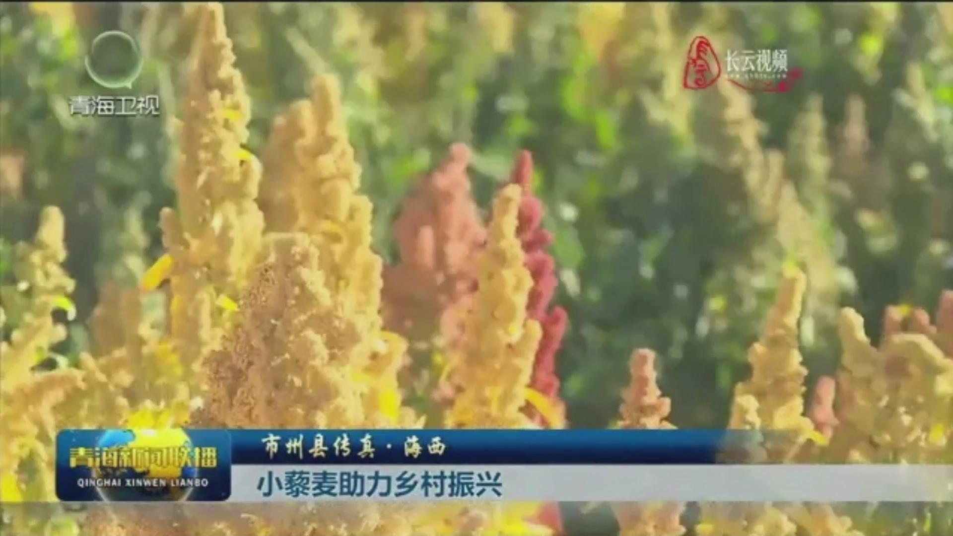 青海卫视报道：多彩藜麦带动乡村振兴路！