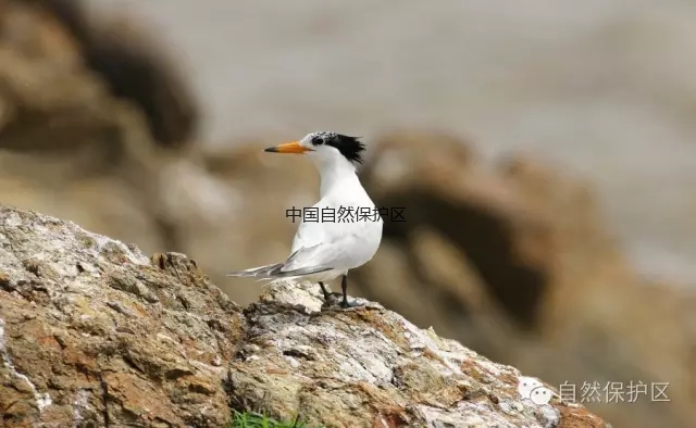神话之鸟-中华风头燕鸥