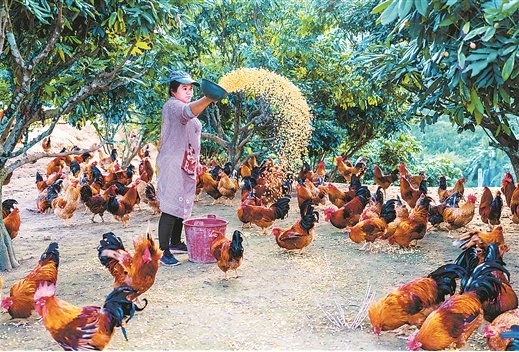 央视《新闻联播》点赞广西大化、都安脱贫攻坚显著成效