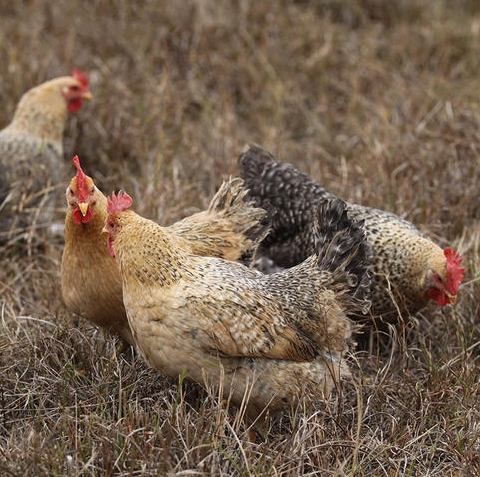 大化七百弄母鸡
