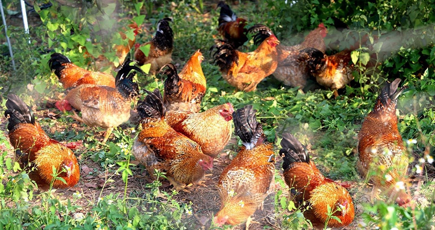 中国长寿之乡广西大化长寿物产丰富，誉为“长寿门户·美食之乡”