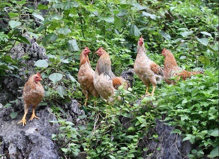 10.5万人在线观看大化县长直播带货，大化地标产品热销