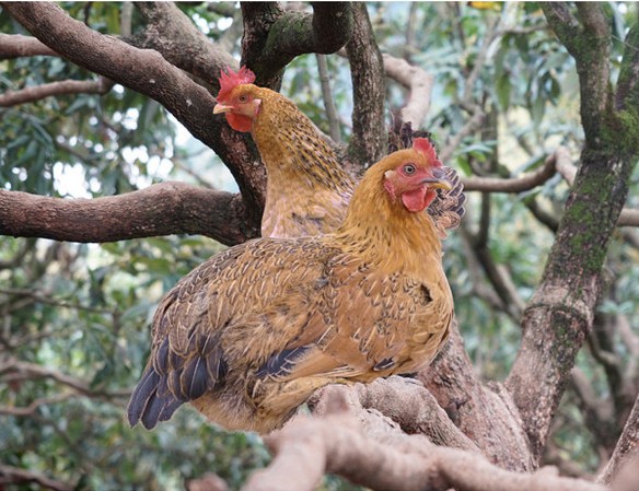 大化七百弄鸡产业，提升农业产业竞争优势