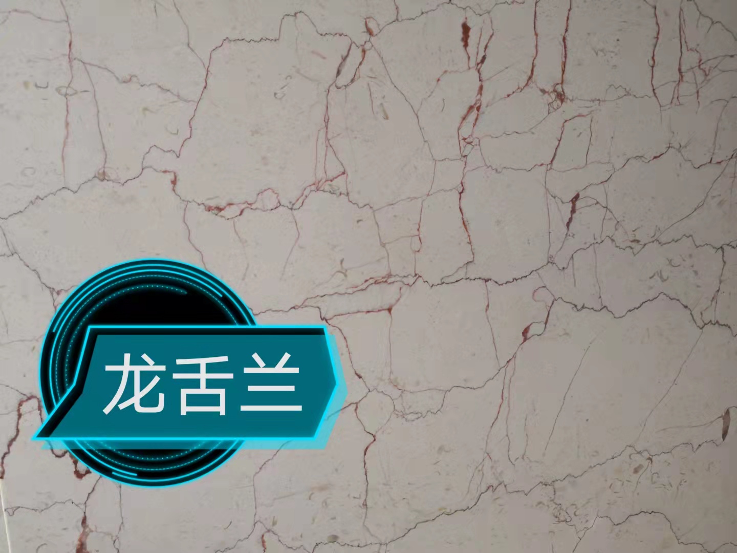 龍舌蘭