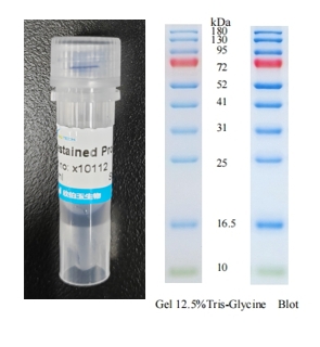 X-biotech 彩色预染蛋白质分子量标准X10112（10-180kDa）