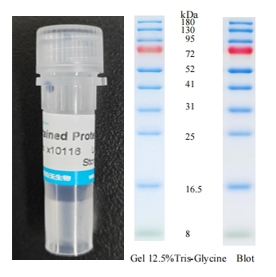 X-biotech 彩色预染蛋白质分子量标准X10116（8-180kDa）