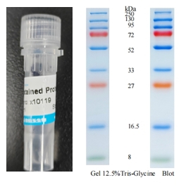 X-biotech 彩色预染蛋白质分子量标准X10119（8-250kDa）