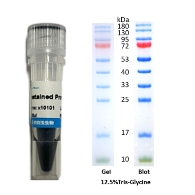 X-biotech彩色预染蛋白质分子量标准X10101（10-180kDa）
