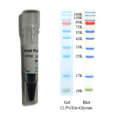 X-biotech彩色预染蛋白质分子量标准X10102（10-180kDa）