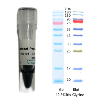 X-biotech彩色预染蛋白质分子量标准X10108（10-180kDa）