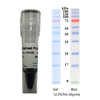 X-biotech彩色预染蛋白质分子量标准X10122（8-180kDa）