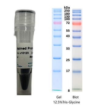 X-biotech彩色预染蛋白质分子量标准X10123（8-250kDa）