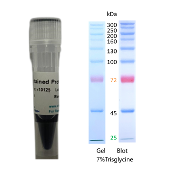 X-biotech彩色预染蛋白质分子量标准X10125（25-300kDa）