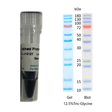 X-biotech彩色预染蛋白质分子量标准X10127（10-180kDa）