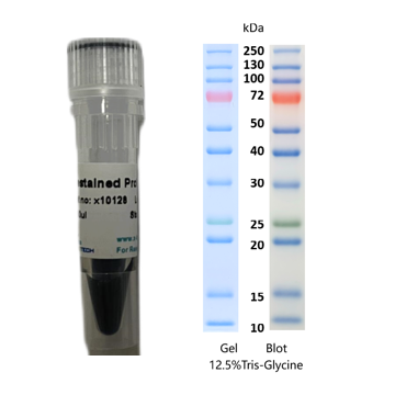 X-biotech彩色预染蛋白质分子量标准X10128（10-250kDa）