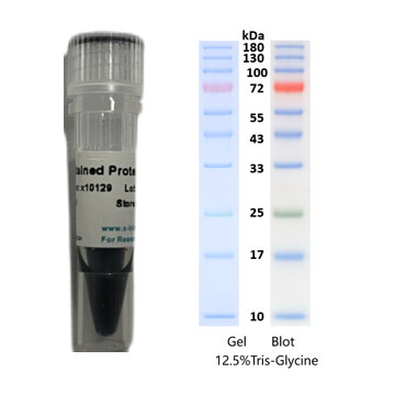 X-biotech彩色预染蛋白质分子量标准X10129（10-180kDa）