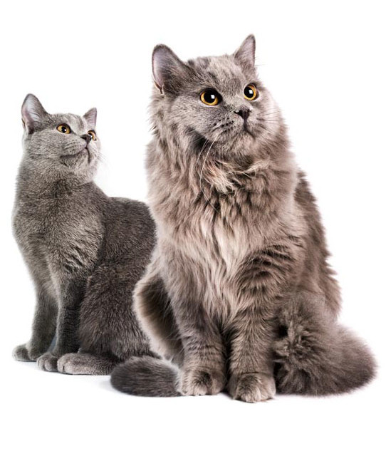  貓咪的日常護理方法