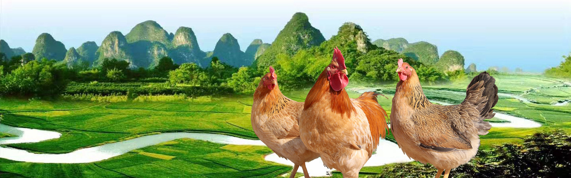 广西巴马小谷鸡图片