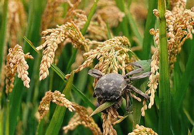 蟹田大米和普通大米的區(qū)別