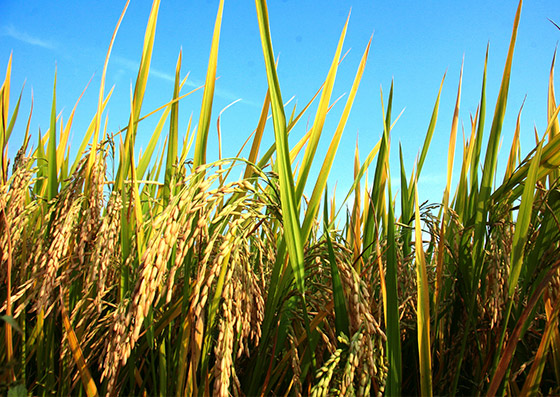 正確存儲(chǔ)大米，保持大米新鮮