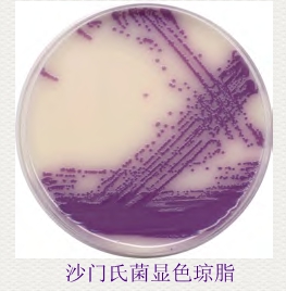 Oxoid 沙门氏菌显色培养基CM1091B,CM1092B,SR0194E,CM1007B