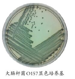 Biolog Rainbow Agar系列 致病菌检测显色培养基