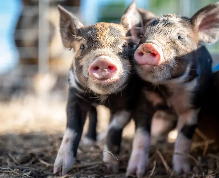 防控非洲猪瘟黑科技：优倍安U-Beyond®消毒液