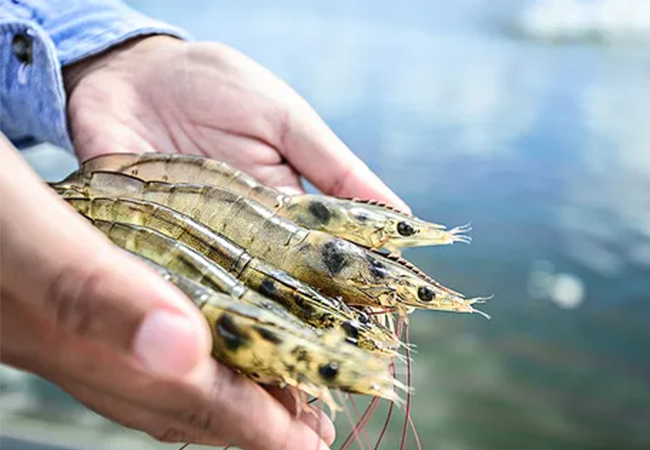 大蒜E素对虾肝肠胞虫的杀虫作用效果显著