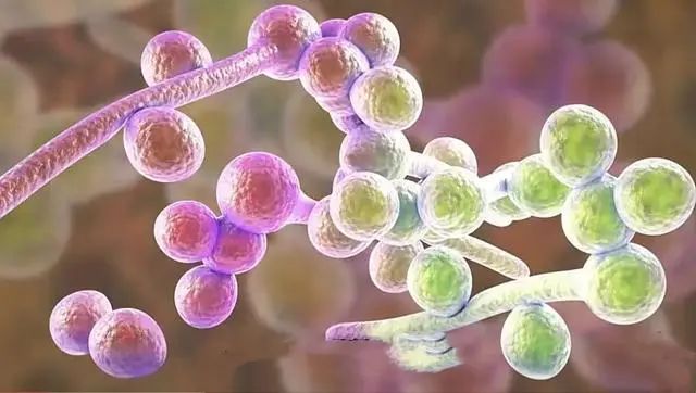 耳念珠菌在美国成为紧迫公共卫生威胁，我们能做什么？