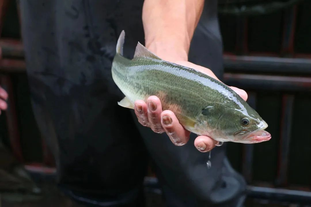 大蒜E素对加州鲈鱼白点病的常见病原具有显著杀菌抑菌效果