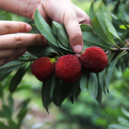 科普|杨梅采后保鲜常见方法与弊端