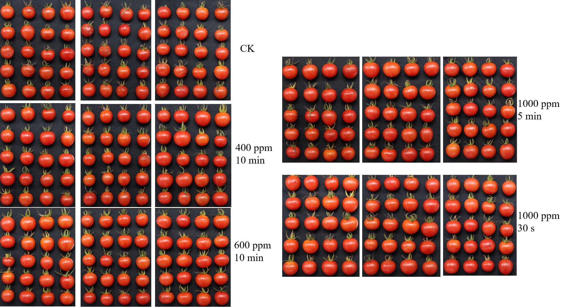 大蒜E素提升番茄保鮮期實驗結果