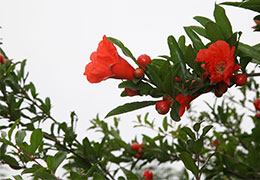 石榴花开
