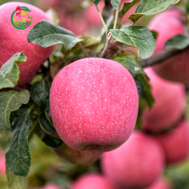 【豳州御果】12枚飞机盒装 80-85#